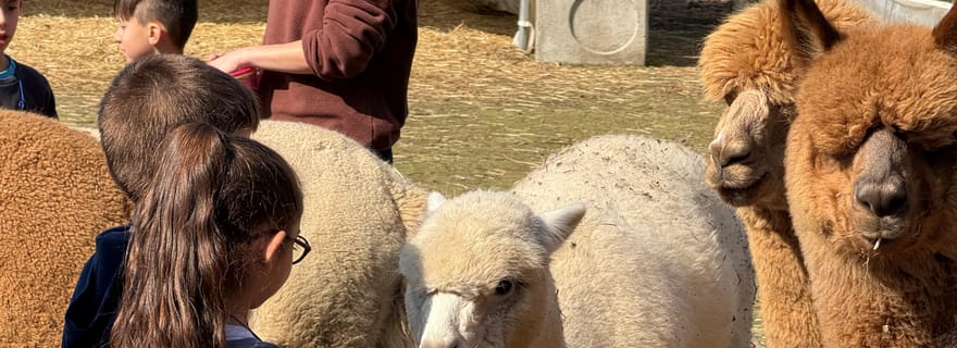 Turin : Rencontre avec les alpagas du Monviso dans une ferme pédagogique avec guide