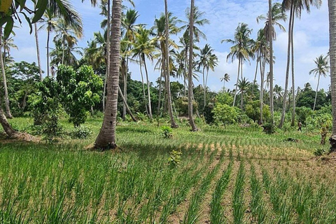 Zanzibar: Wycieczka po wiejskiej farmie z degustacją przyprawZanzibar: Wycieczka po farmie Village Green z degustacją przypraw