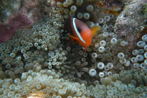 Tivua Island Full-Day Captain Cook Cruises Excursion