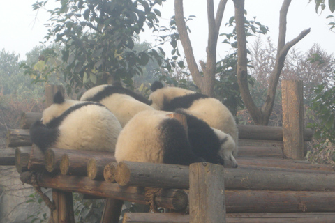 Chengdu: Giant Panda Breeding Research Base Ticket Afternoon Ticket without Transfer