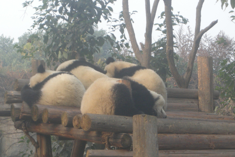 Chengdu: Giant Panda Breeding Research Base Ticket Afternoon Ticket without Transfer