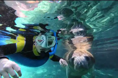 Crystal River: Manatee Swim and Sunset Boat Tour