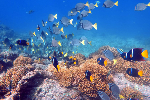 La Paz: Espíritu Santo Island & Whale Shark Day Trip