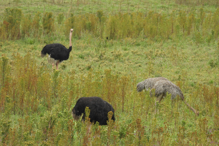 Arusha: Safari de 5 días a Tarangire, Lago Manyara y ...