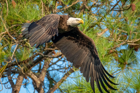 Orlando Bird Nerd Tour: Birding Kayak Tour Orlando Bird Nerd Tour: Long Birding Kayak Tour