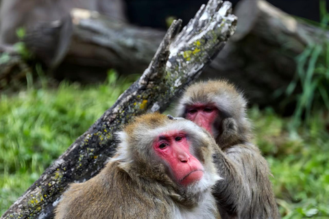 Chicago: A Guided Walking Tour of Lincoln Park Zoo
