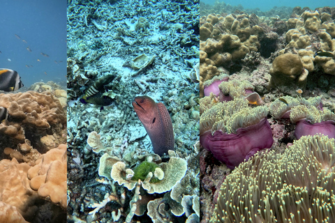 Phi Phi Islands: Shark Snorkeling Phi Phi Islands: PRIVATE VIP Shark Snorkeling - 4h