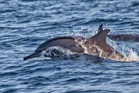 Lovina Bali: Sunrise Dolphin Watching, Swim, and Snorkeling