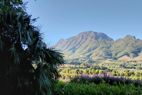 Cape Town: Private Bubble Boutique SetMenu Food Experience