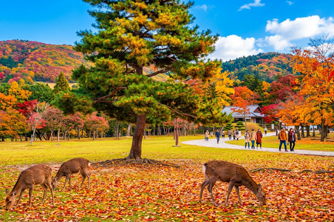 Osaka: Nara, Kyoto, and Arashiyama Day Trip with Train Ride Small Group (1–13 People, Meeting Point Pickup)