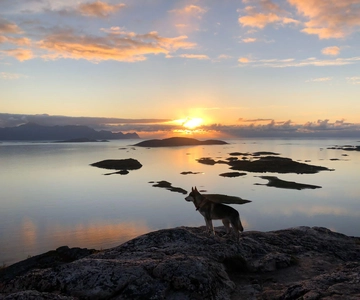 Tromsø: Sommarøy Islands Midnight Sun Tour