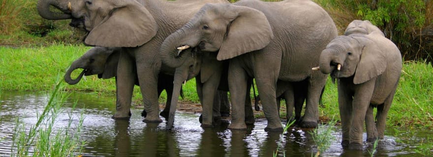 Demi-journée dans la réserve de chasse de Hluhluwe Imfolozi au départ de Richards Bay