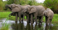 Tala Game Reserve & Natal Lion Park 1/2 Tagestour von Durban - Hizvo