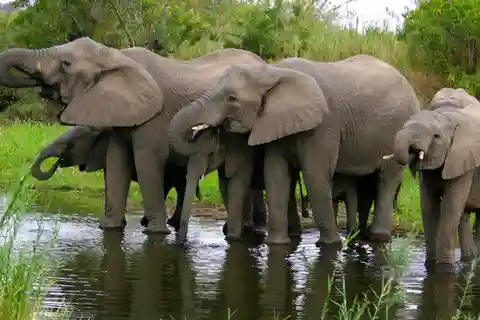 Half Day Hluhluwe Imfolozi Game Reserve from Richards Bay
