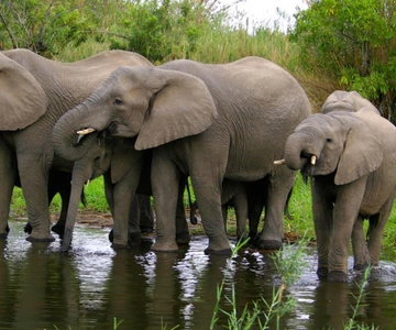 Half Day Hluhluwe Imfolozi Game Reserve from Richards Bay