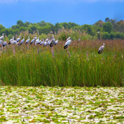 From Hoi An: Reeds Beach, Cham Tower & Mural Village Tour
