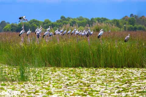 From Hoi An: Reeds Beach, Cham Tower & Mural Village Tour - Image 3