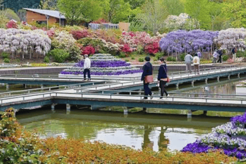 From Tokyo: Ashikaga Flower Park Day Trip with English Guide Ashikaga Full Day Private Customized Tour With English Guide