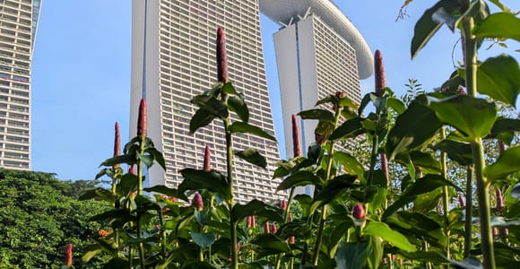 Gardens by the Bay Tour: Supertrees & Cloud Forest Walk