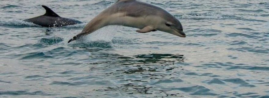 Dingle : excursion en bateau avec guide pour observer la faune sauvage (4 heures)