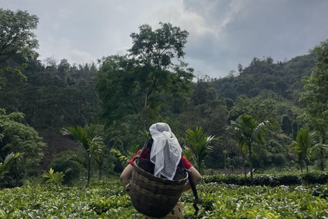 Kerala: Kochi, Munnar, Alleppey & Trivandrum Multi-Day Tour From Kochi: 7 Days Private Tour (All Inclusive)