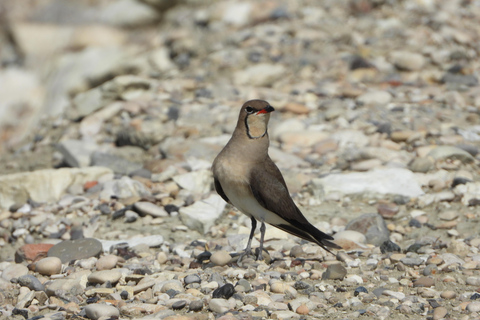 Birdwatching in Albania - Explore Shkodra Lake & Velipoja Birdwatching in Albania - Shkodra Lake & Velipoja Lagoon