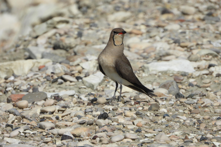 Birdwatching in Albania - Explore Shkodra Lake & Velipoja Birdwatching in Albania - Shkodra Lake & Velipoja Lagoon