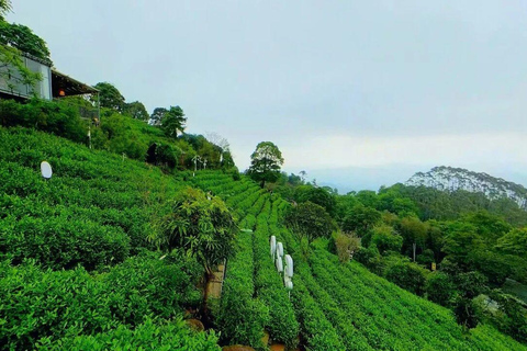 Hangzhou: Private Day Trip with Tea Picking & Hanfu