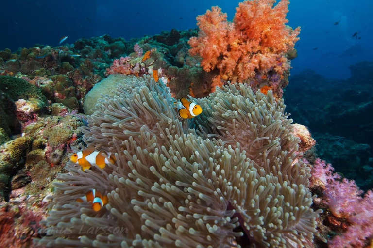 Phuket: Dagsutflykt till Koh Rok och Koh Ha (bästa av marinparken)