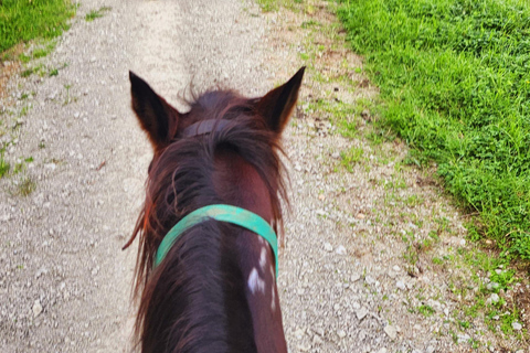 Auckland: Honey Center, Horse Riding & Sheep World Tour