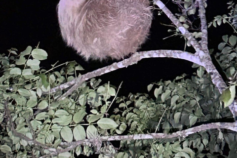 Visite nocturne de La Carpintera : La faune nocturne de San José