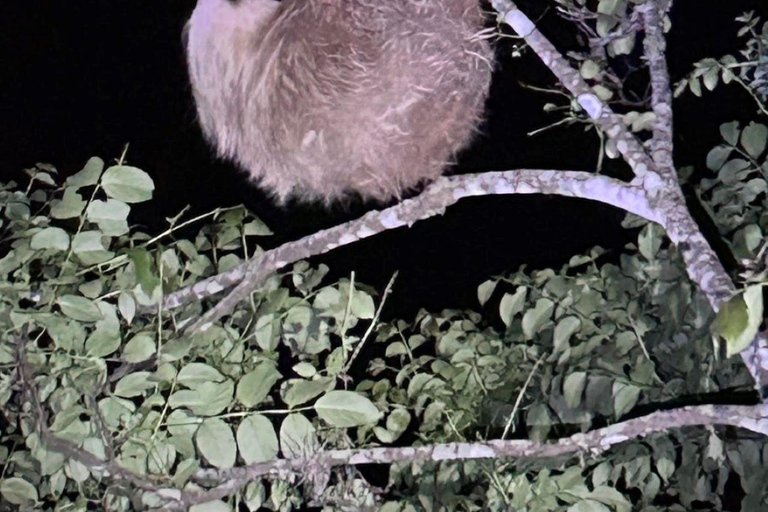 Visite nocturne de La Carpintera : La faune nocturne de San José