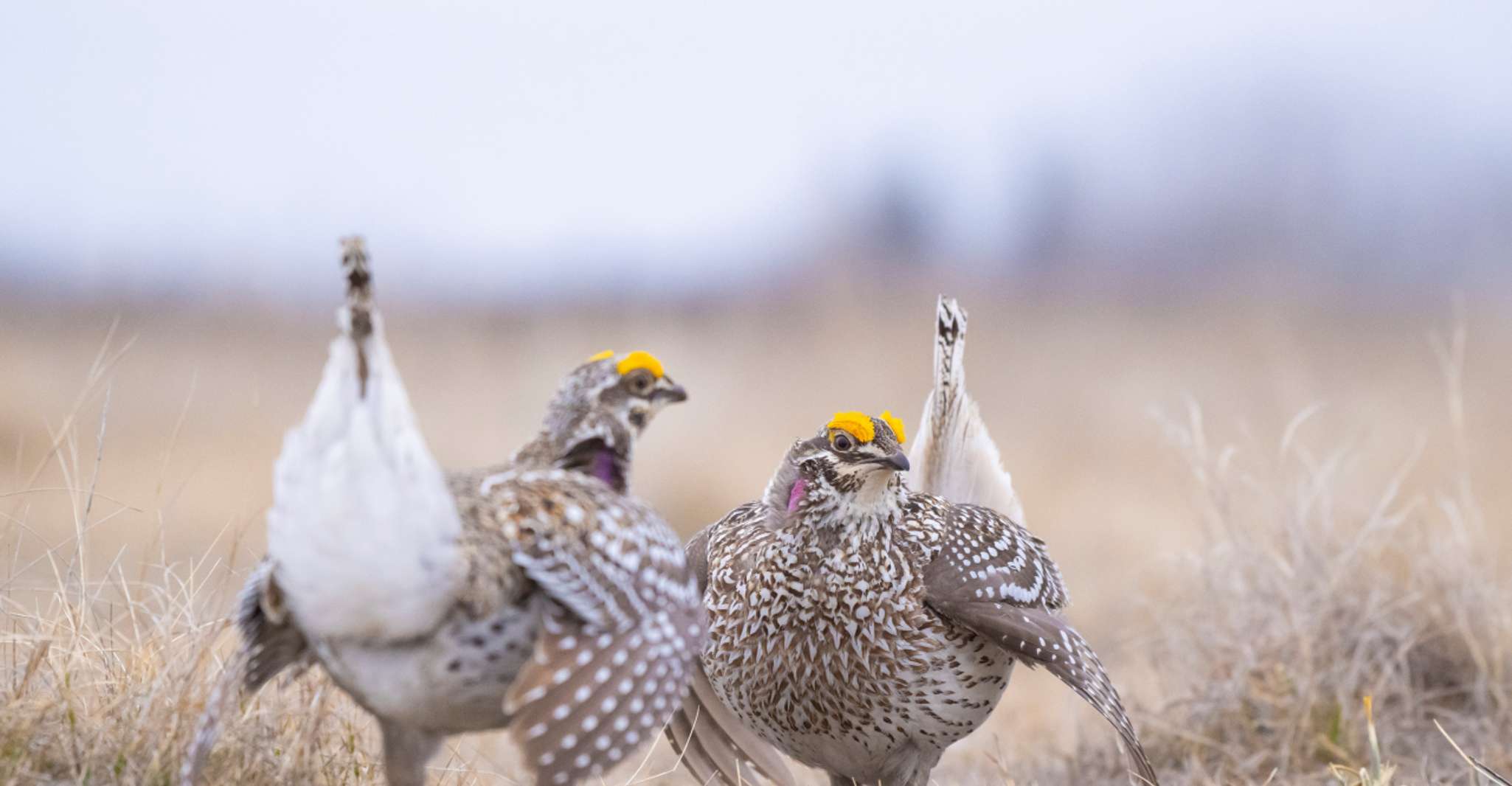 Saskatoon, Dancing Grouse Photography Tour - Housity