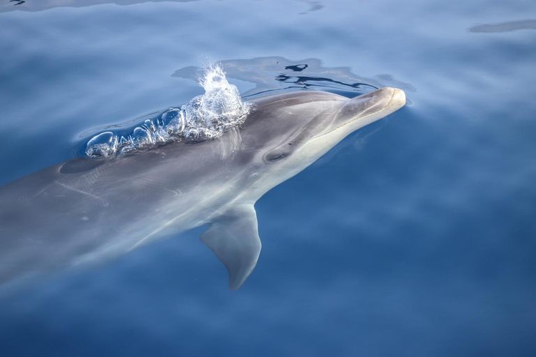 Marsa Alam: Dolphin House Adventure at Shaab Samadai Reef