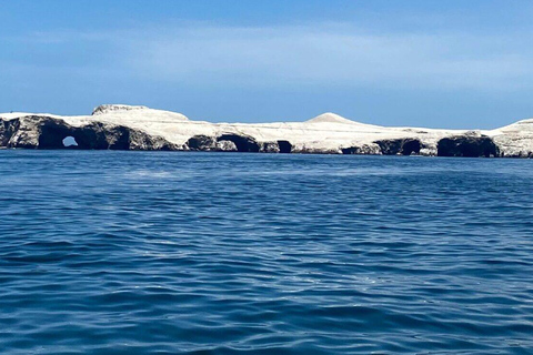 Pisco Cruise Terminal: Ballestas Islands and Paracas Excursion with Transfer