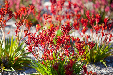 Depuis Perth : Pinnacles, ferme de la lavande et Lobster Shack