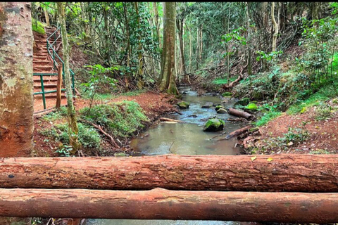 Karura guided walking tour