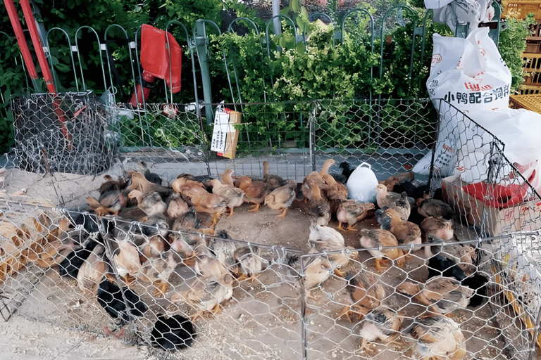 Yangshuo: Electric Scooter Tour with Painting Class PROMOTION-Yangshuo:Electric Scooter Tour with Painting Class