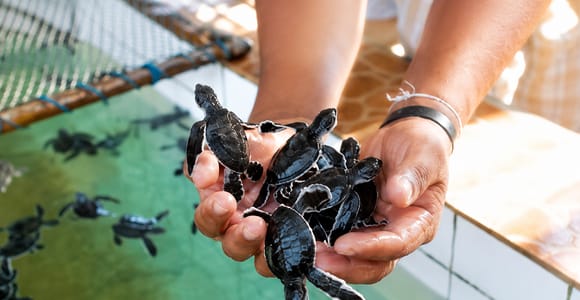 Bentota: Galle, Madu River Day Trip with Turtle Conservation
