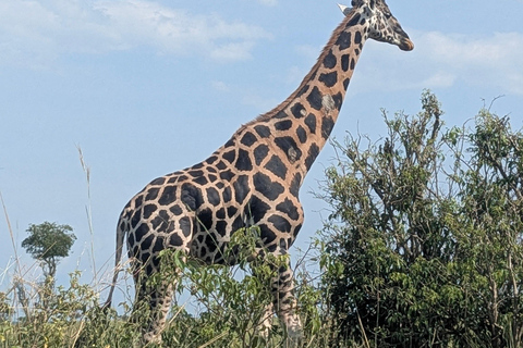 Murchison Falls 2-Day Safari with Boat Cruise