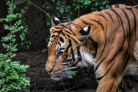 Ranthambore National Park: Tiger Safari by Jeep or Canter