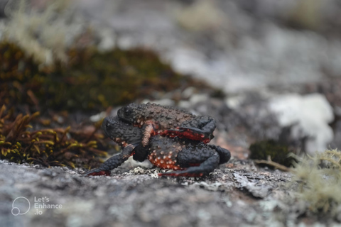 Rio de Janeiro ou São Paulo : circuit de 3 jours dans le parc national d'Itatiaia