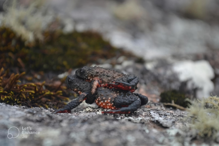 Rio de Janeiro ou São Paulo : circuit de 3 jours dans le parc national d'Itatiaia