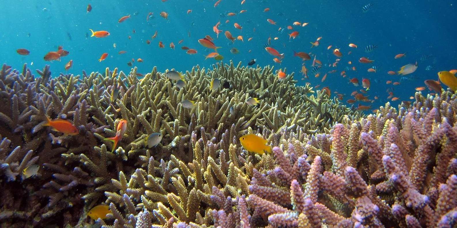 From Bali: Nusa Penida Snorkeling & Island Tour Special Trip