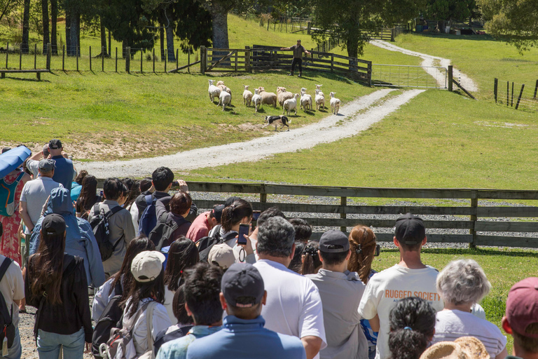 Auckland: Honey Center, Horse Riding & Sheep World Tour