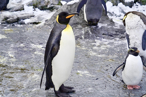 Hokkaido: Zoo Asahiyama, Biei i wycieczka po tarasie Ningle7:45 Spotkanie na parkingu dla autobusów przy północnym wyjściu ze stacji JR Sapporo