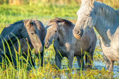 Camargue: Fotoworkshop in den Sümpfen mit freilaufenden Pferden