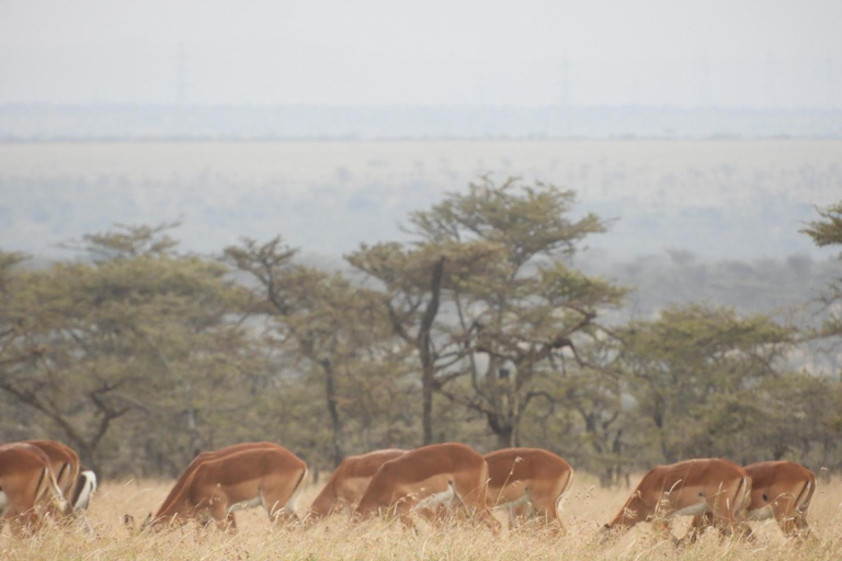 Private Nairobi National Park Drive in 4*4 landcruiser
