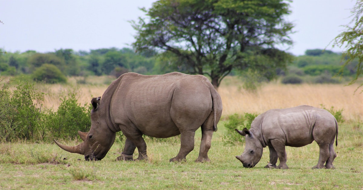 Tage Masai Mara Gruppenreise Safari Tour Getyourguide