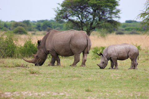 Maravilhas Selvagens de Maasai Mara - Safari de 3 dias